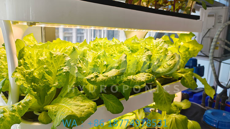 Agriculture Farming System - c Agriculture Machine to Growing VegetableLettuce