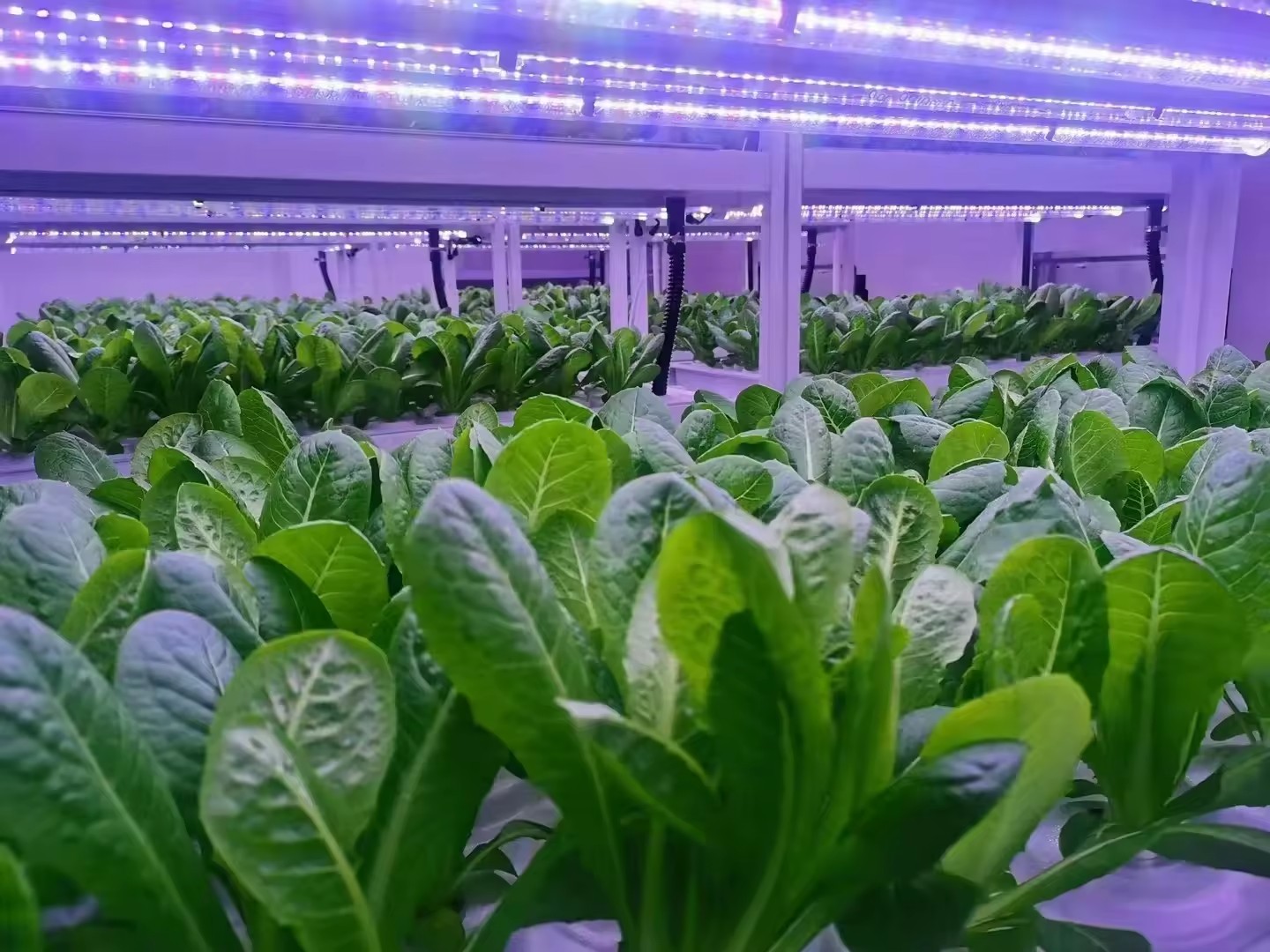 f Greenhouse Agricultural Equi - огляд і ціна Agriculture Farming System